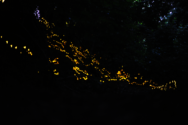 Tuscan Fireflies in the late summer dusk